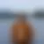 Norbert, Gyöngyös